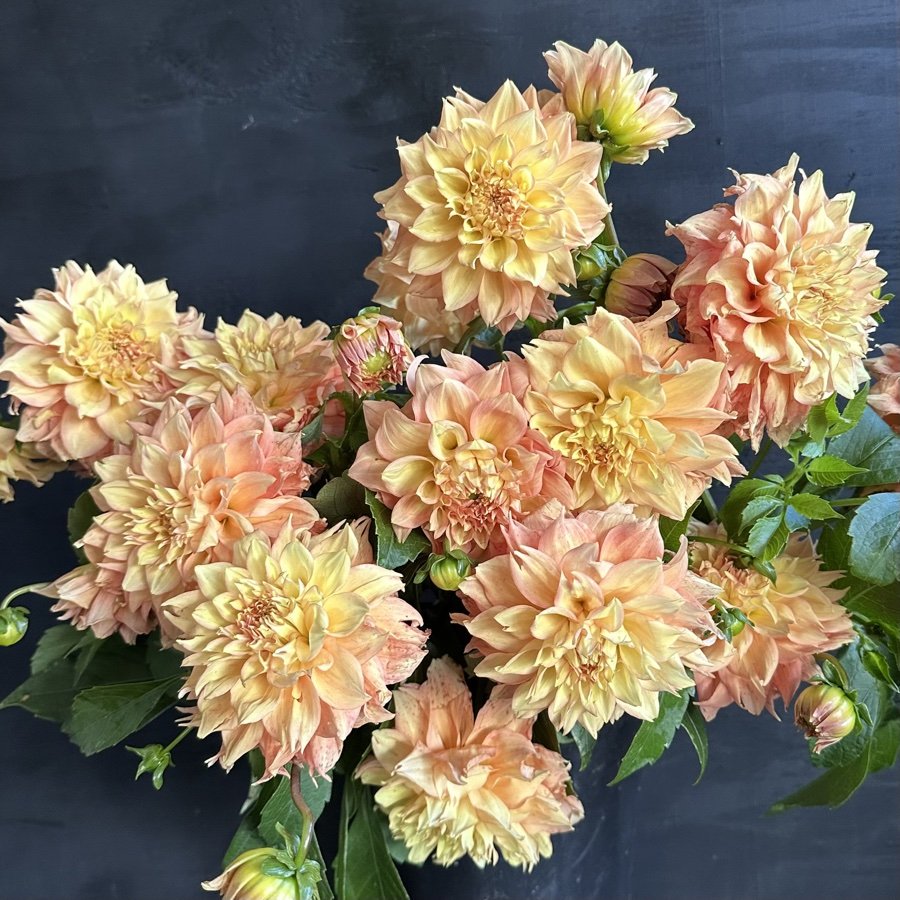 Lee's Savannah Spring Dahlia
