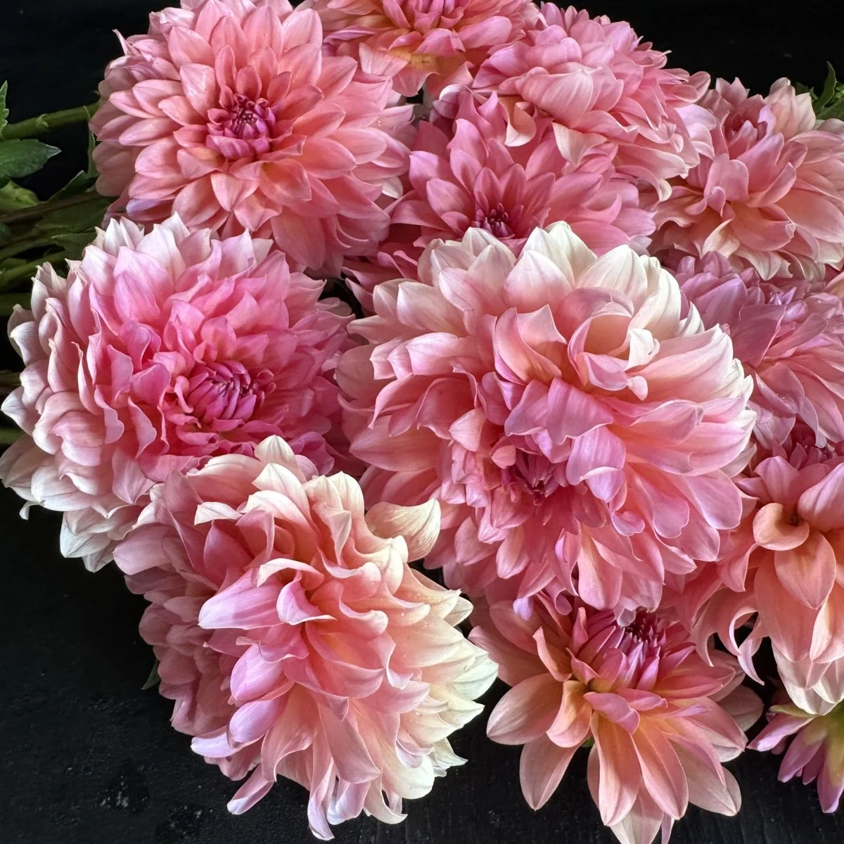 Dahlia Lee’s Peach Paradise.jpg