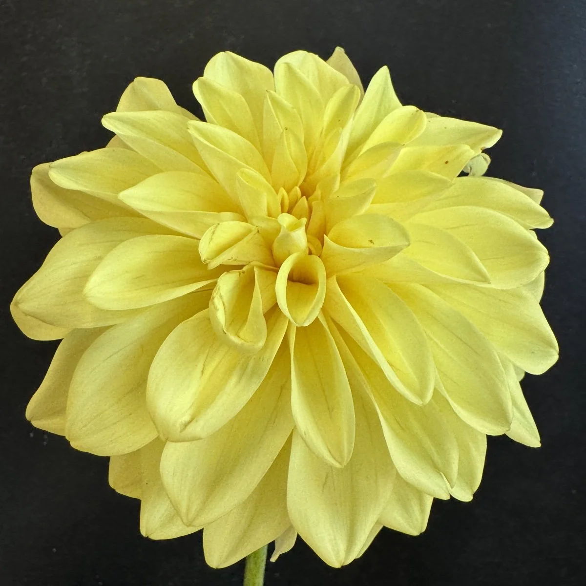 Lee’s Maizie Dahlia.jpg
