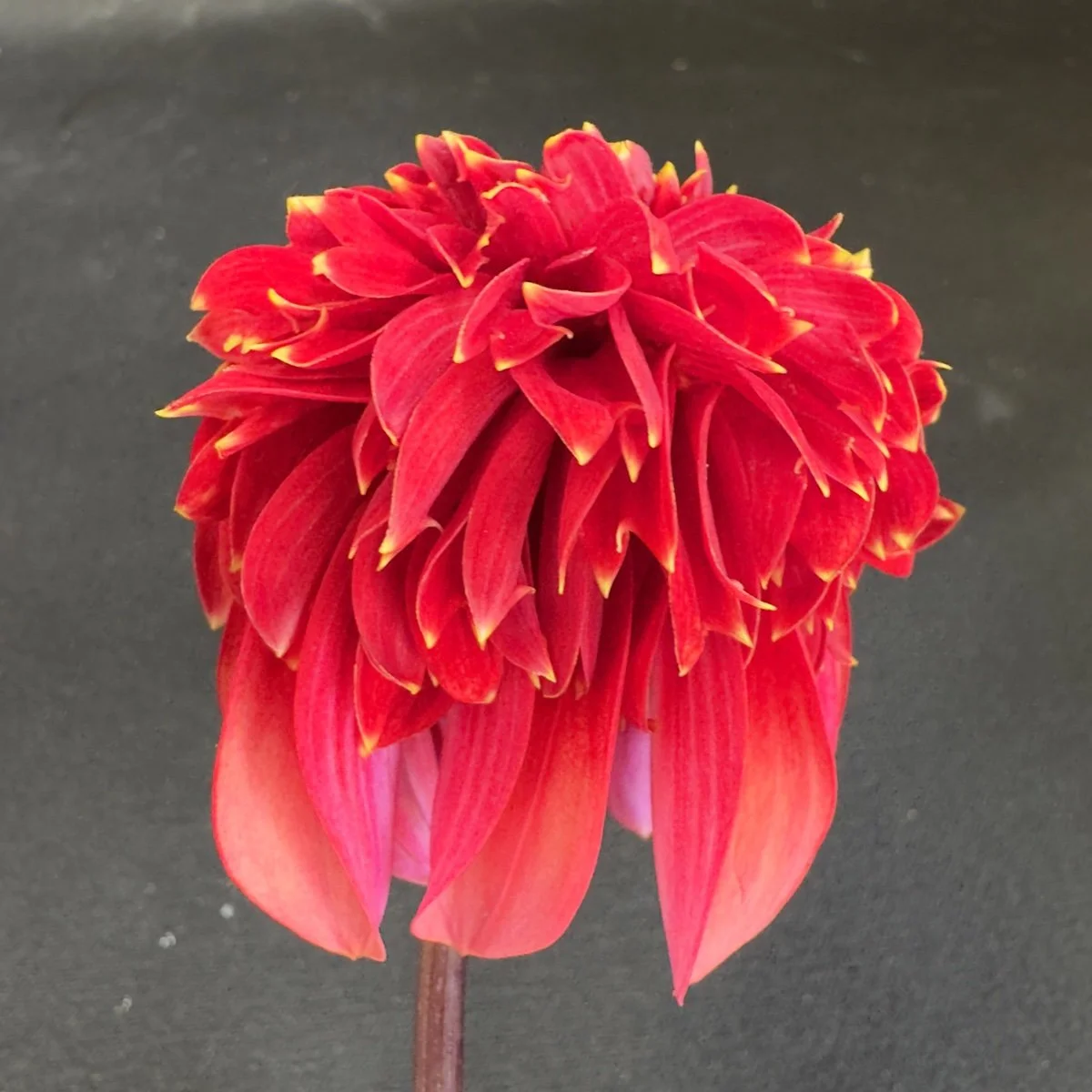Lee's Dragoneye Vermillion Dahlia
