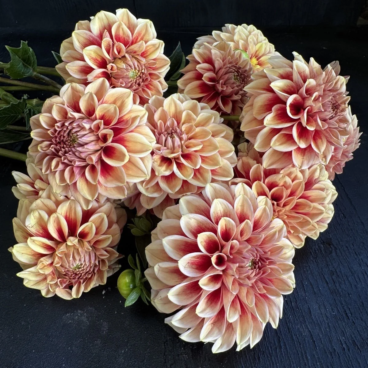 Lee's Avalon Dahlia