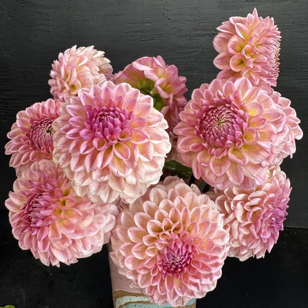 Dahlia Lee’s Clayson.jpg