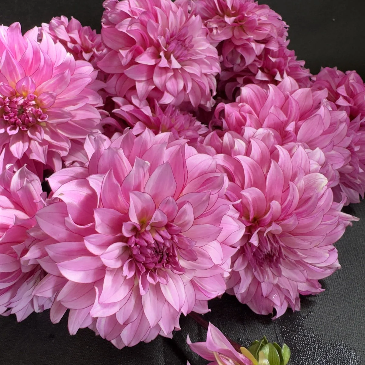 Lee's Line Dance Dahlia