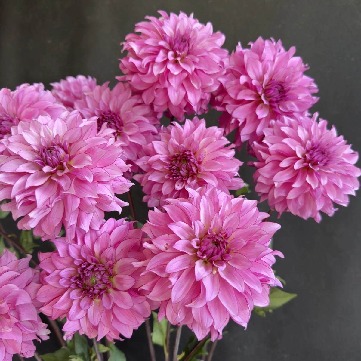 Lee's Line Dance Dahlia