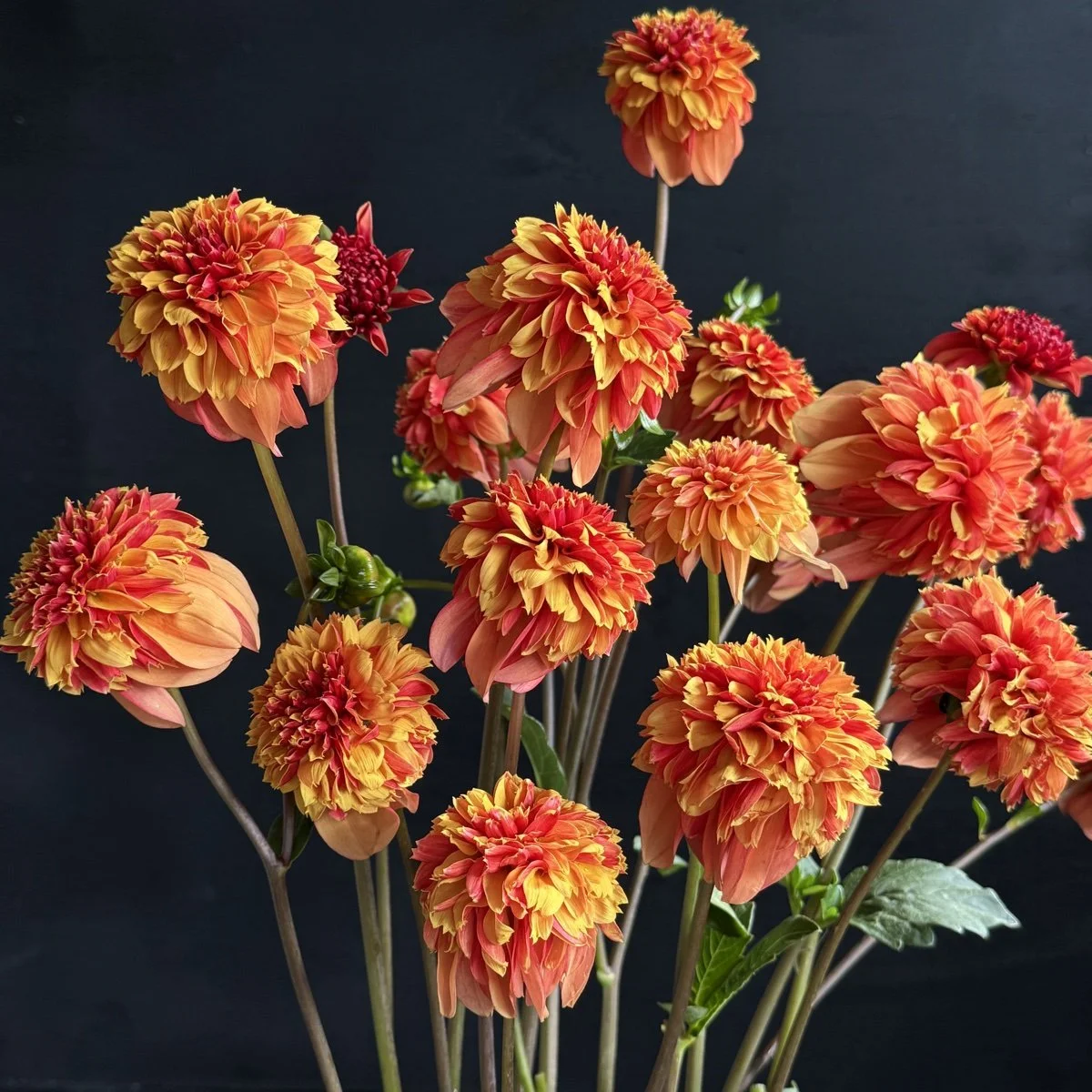 Lee's Dragoneye Bonfire Dahlia