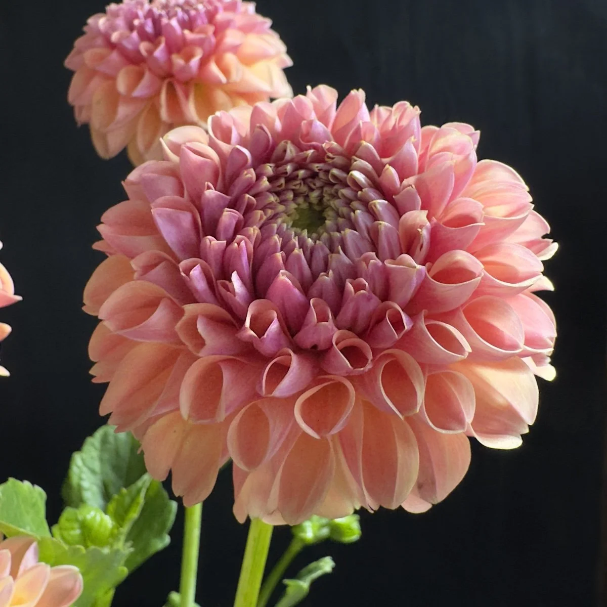 Dahlia Lee’s Adelaide.jpg