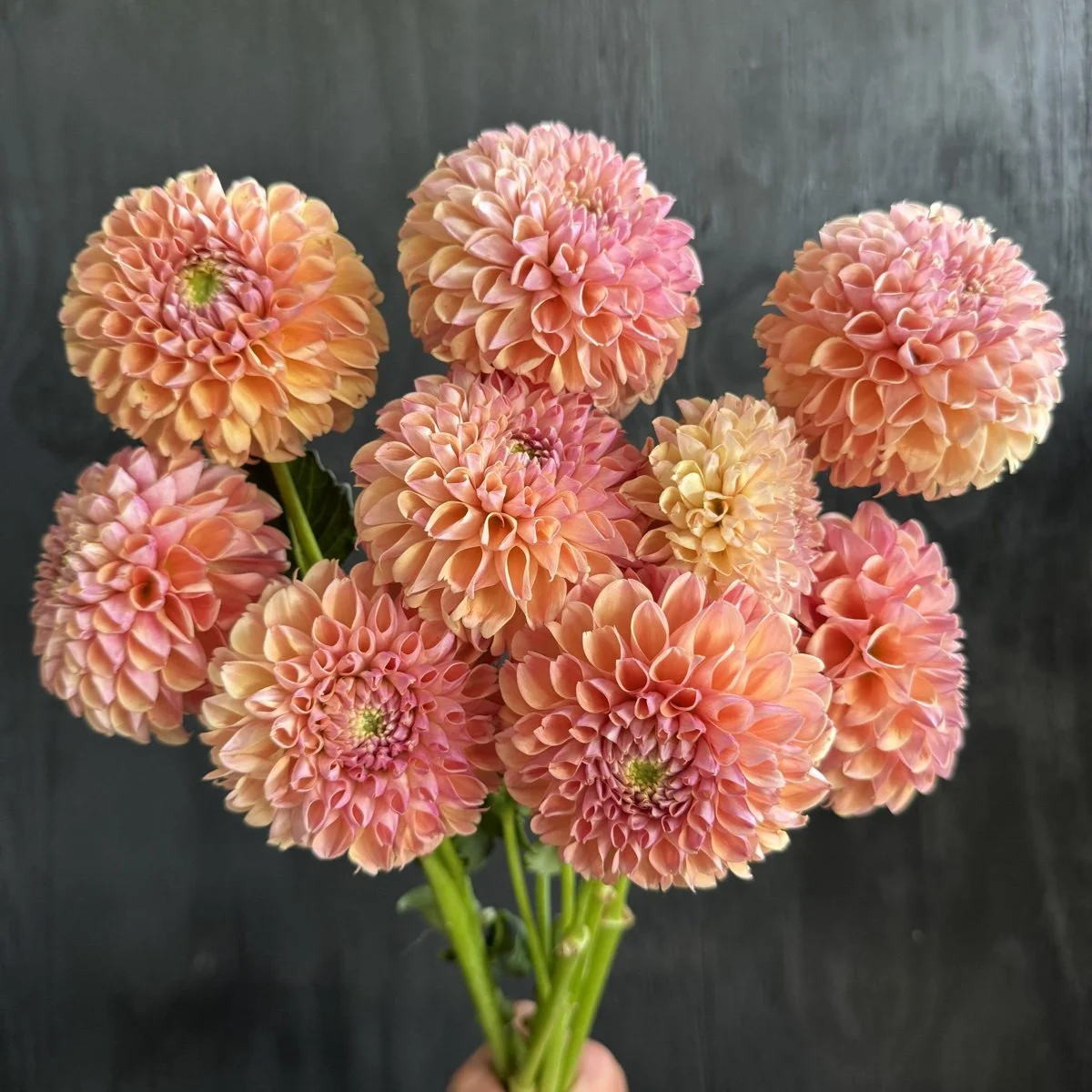 Dahlia Lee’s Adelaide.jpg