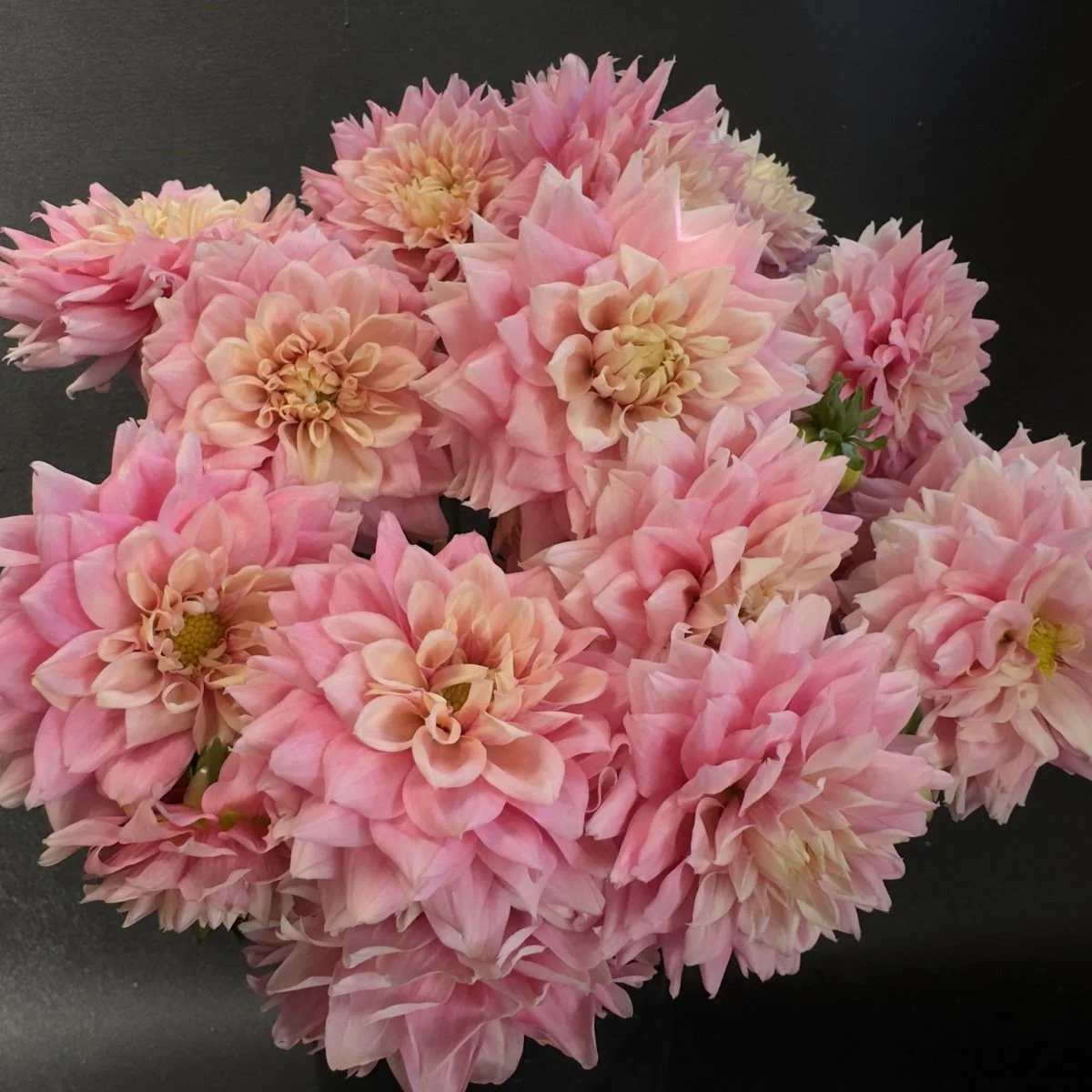 Dahlia Lee’s Rosalynn.jpg
