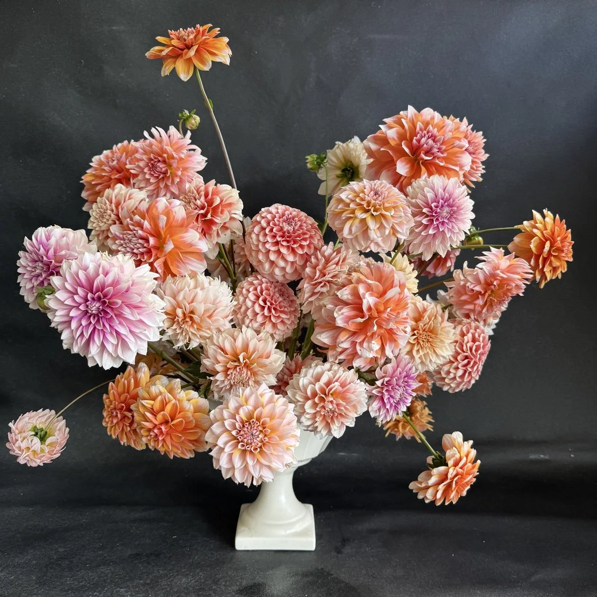 Bicolor Dahlia Tuber Collection.jpg