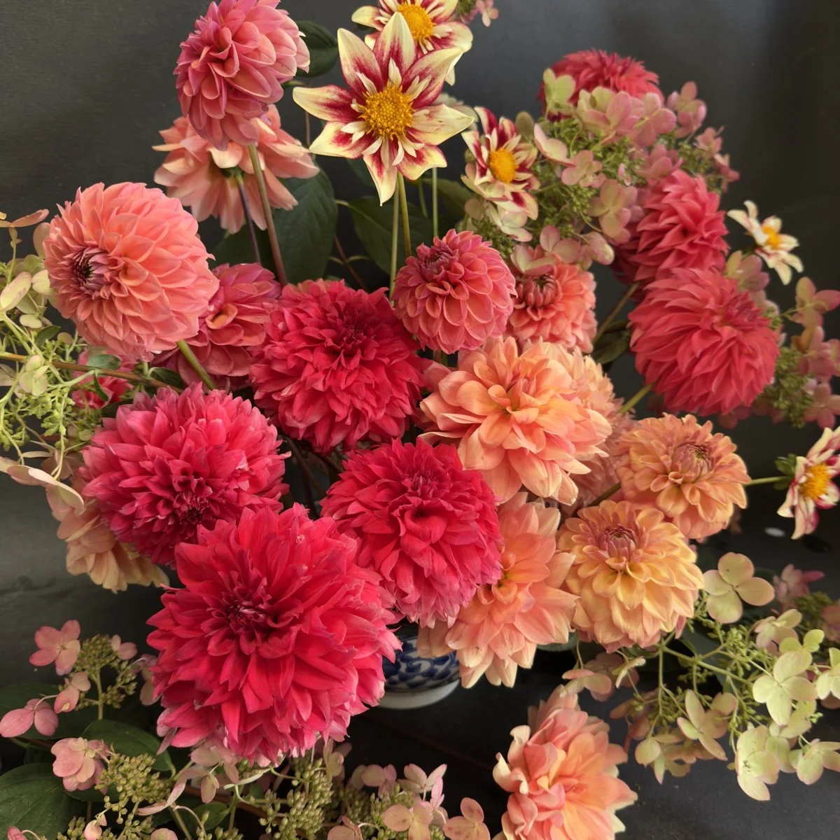 Grand Duchess Dahlia Tuber Collection.jpg