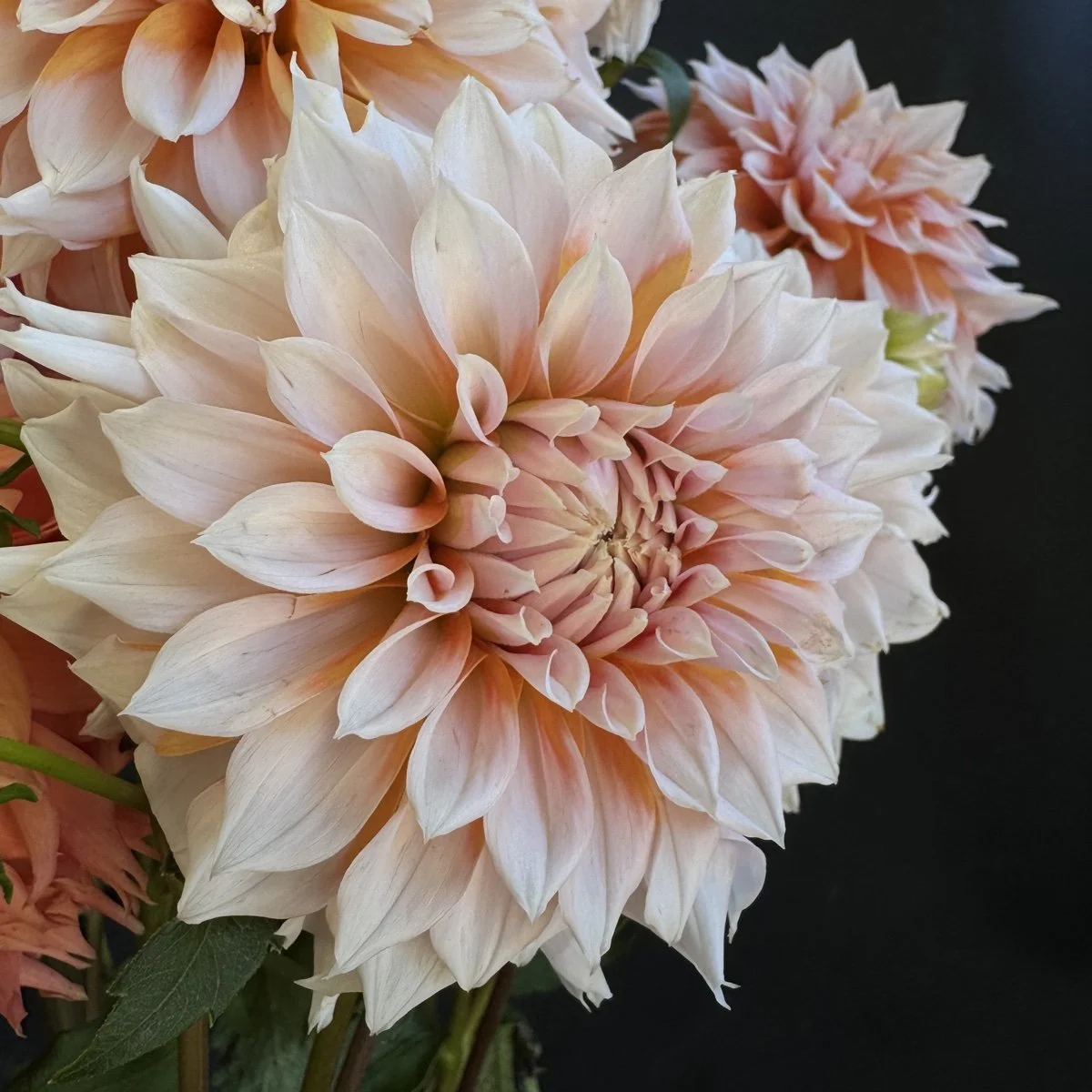 Dahlia Lee’s Fizzy Lizzy.jpg