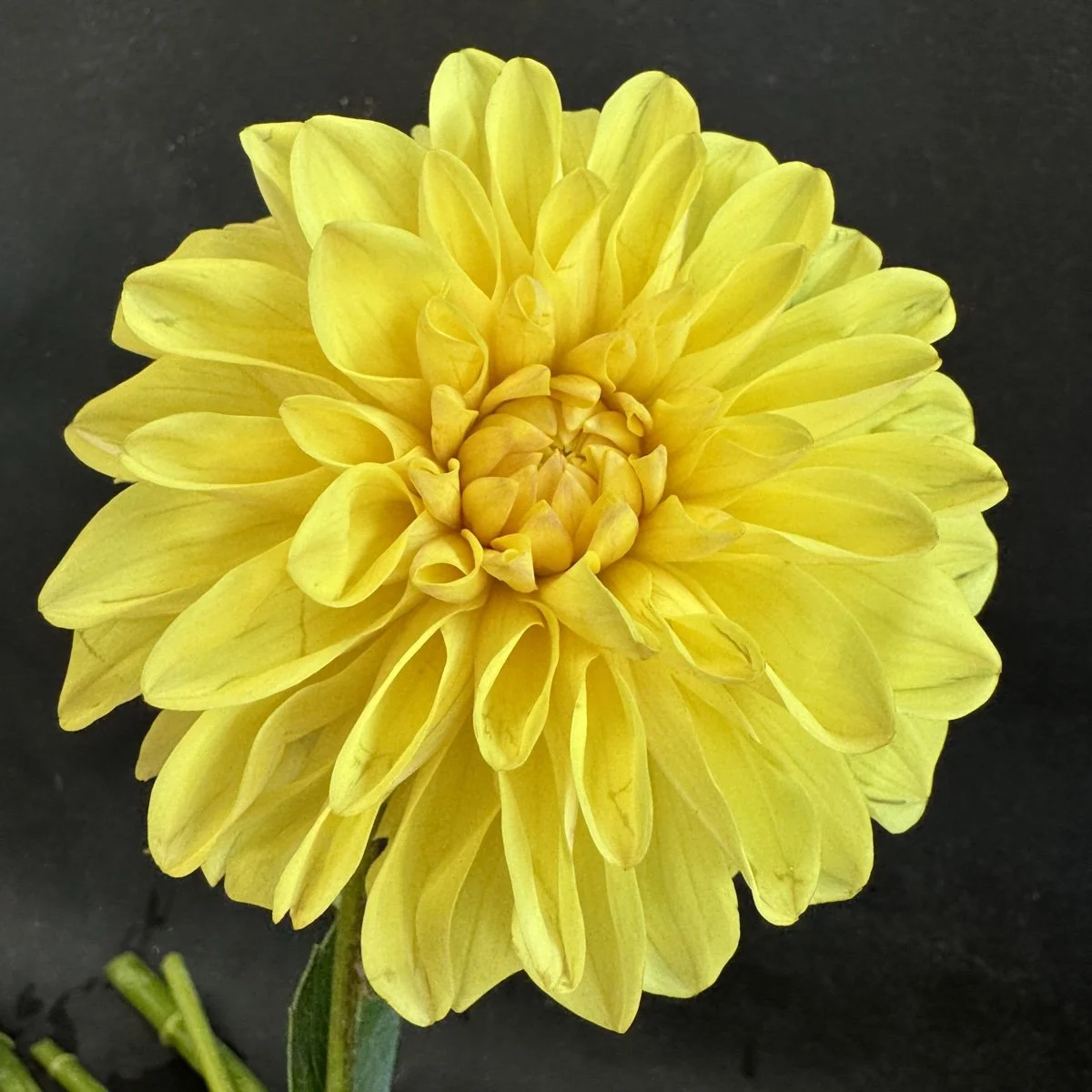 Lee’s Maizie Dahlia.jpg