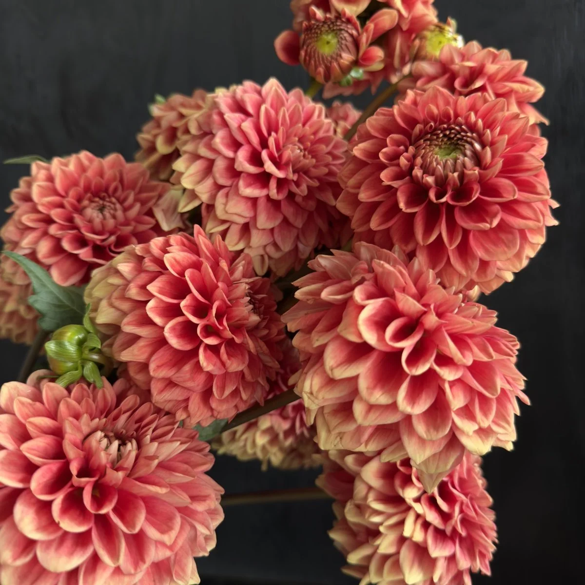 Dahlia Lee’s Mandarin.jpg