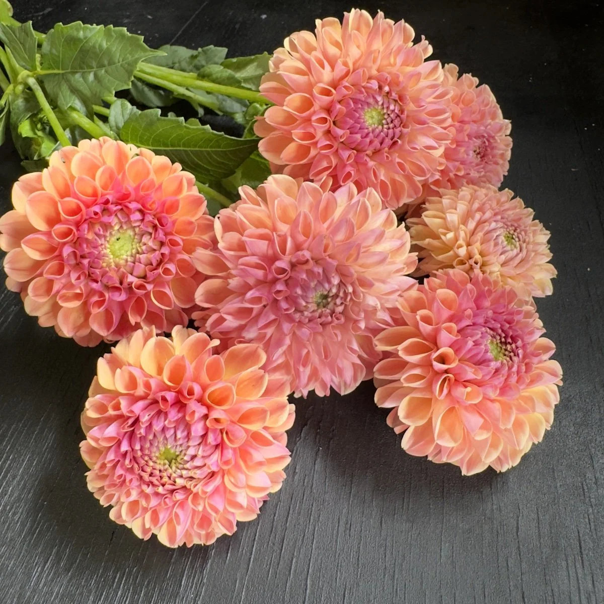Dahlia Lee’s Adelaide.jpg