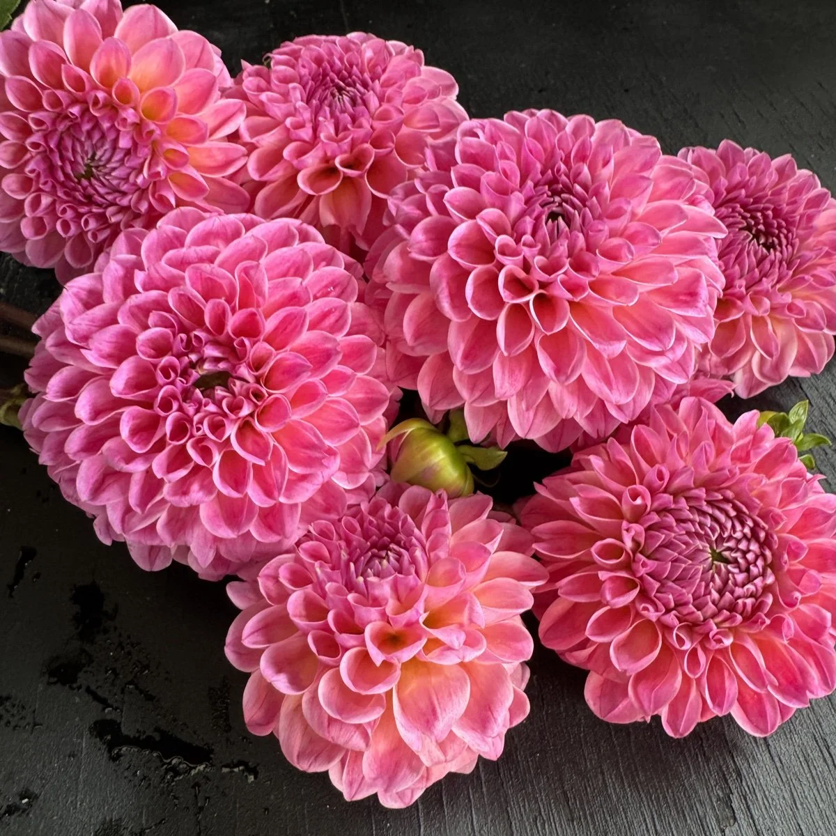 Lee's Jellybean Dahlia