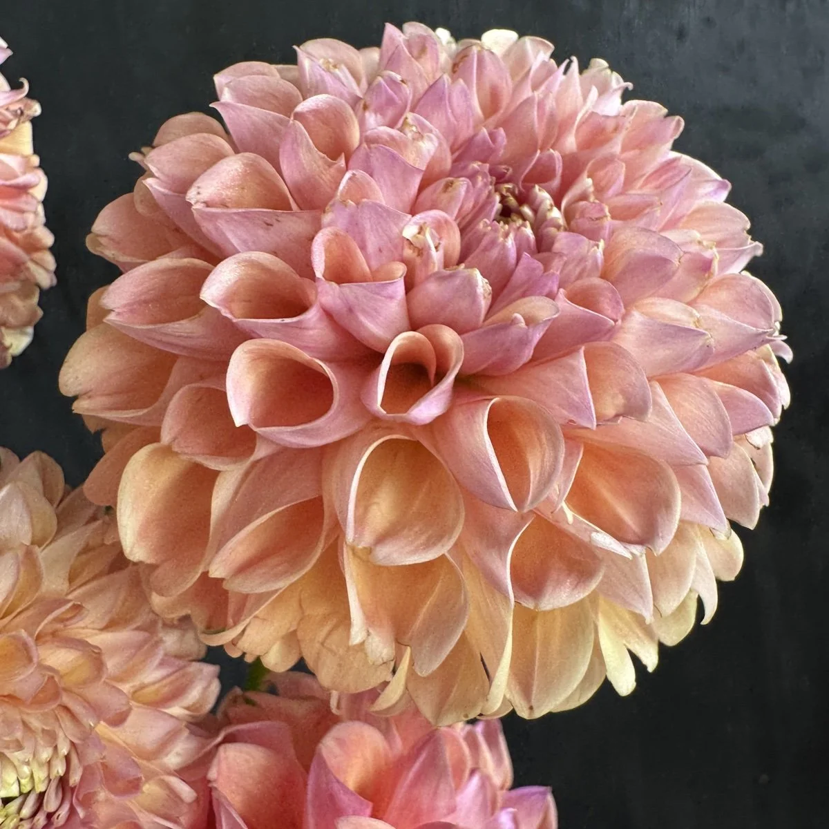 Dahlia Lee’s Adelaide.jpg