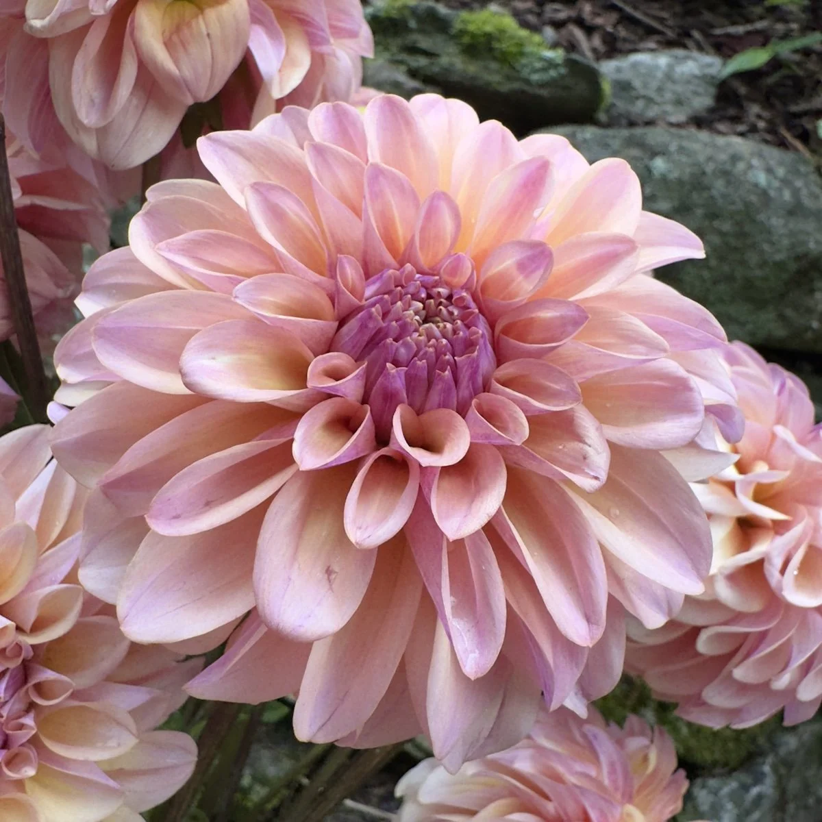 Lee's Macaroon dahlia