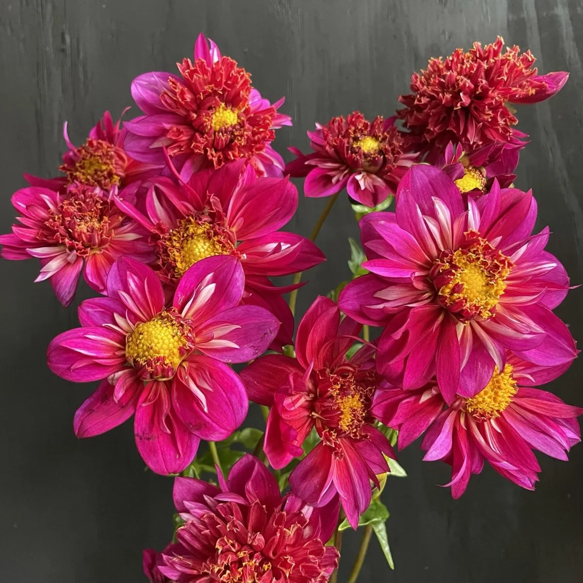 Hy Zizzle  Dahlia.jpg