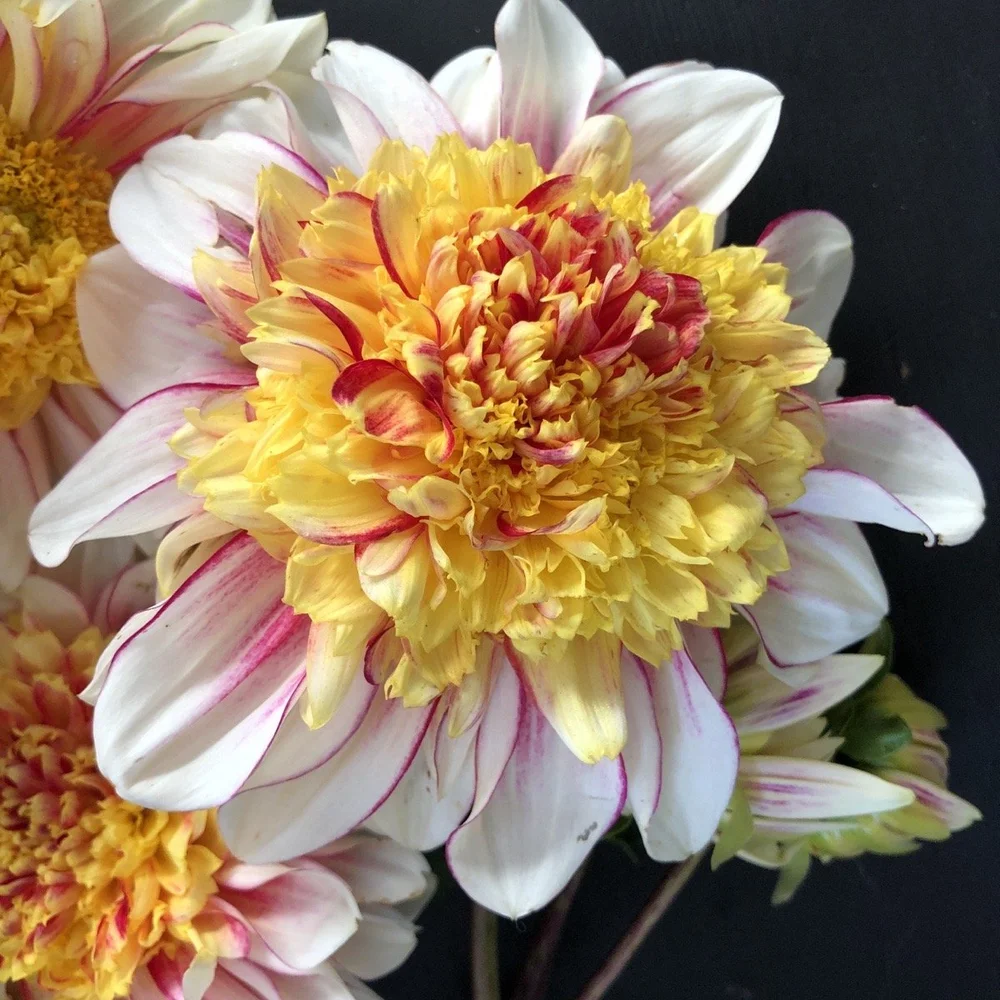 Dahlia Zundert Mystery Fox — GOLDENROD GARDENS