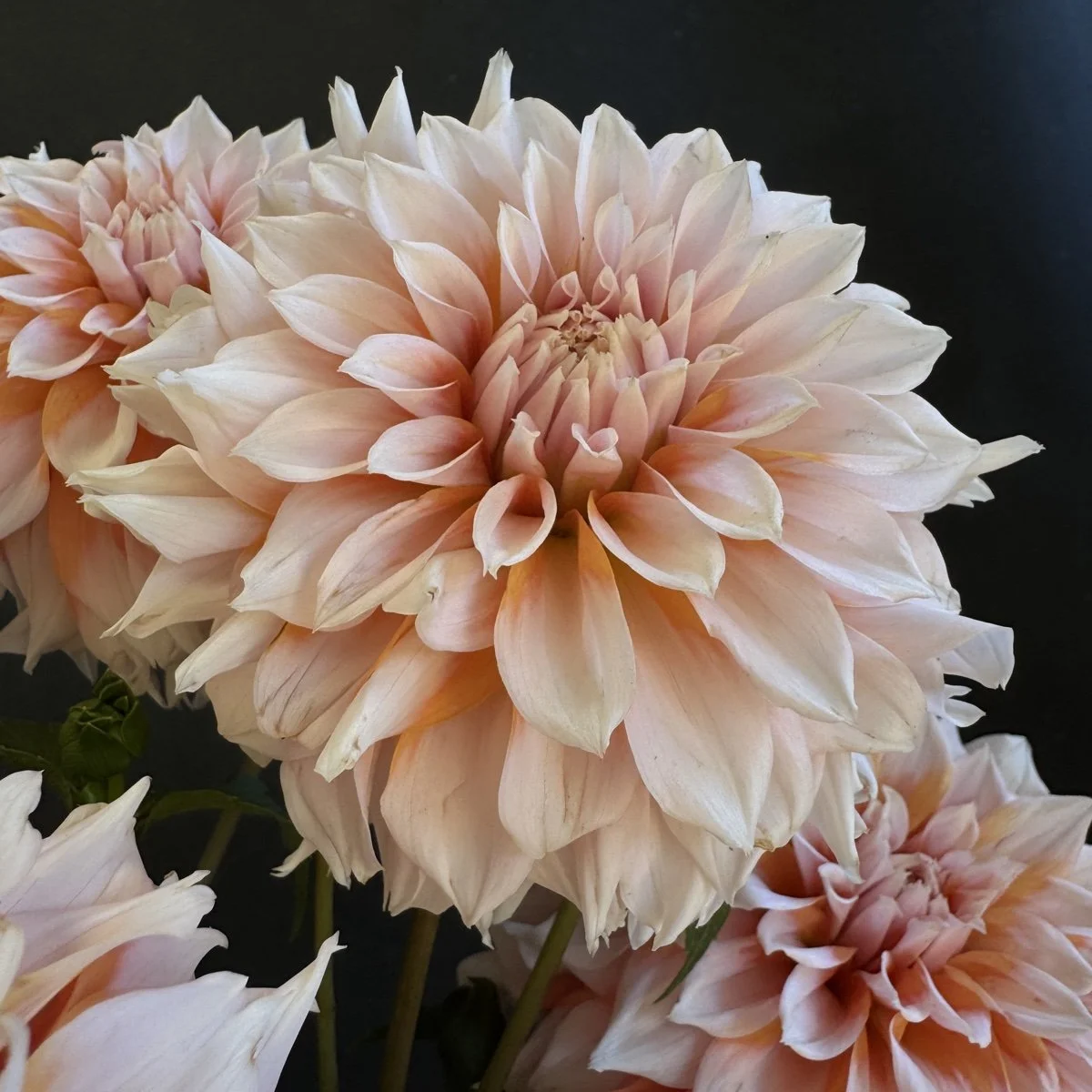 Dahlia Lee’s Fizzy Lizzy.jpg