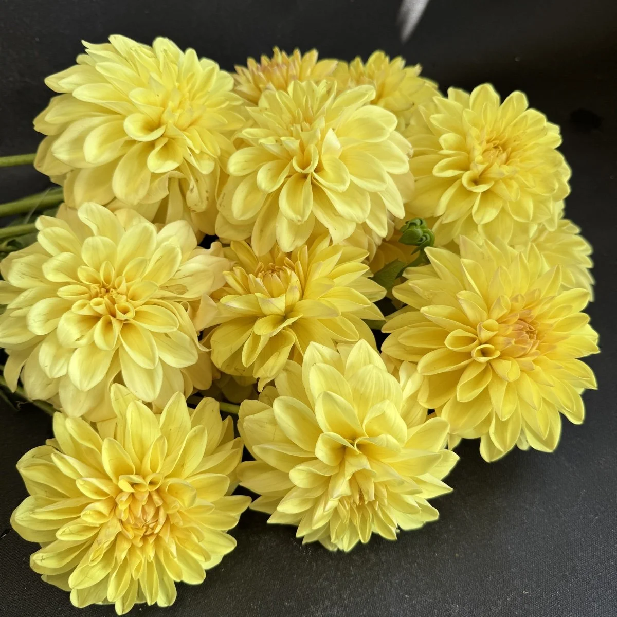 Lee’s Maizie Dahlia.jpg