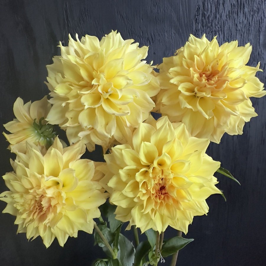 Lee's Savannah Spring Dahlia