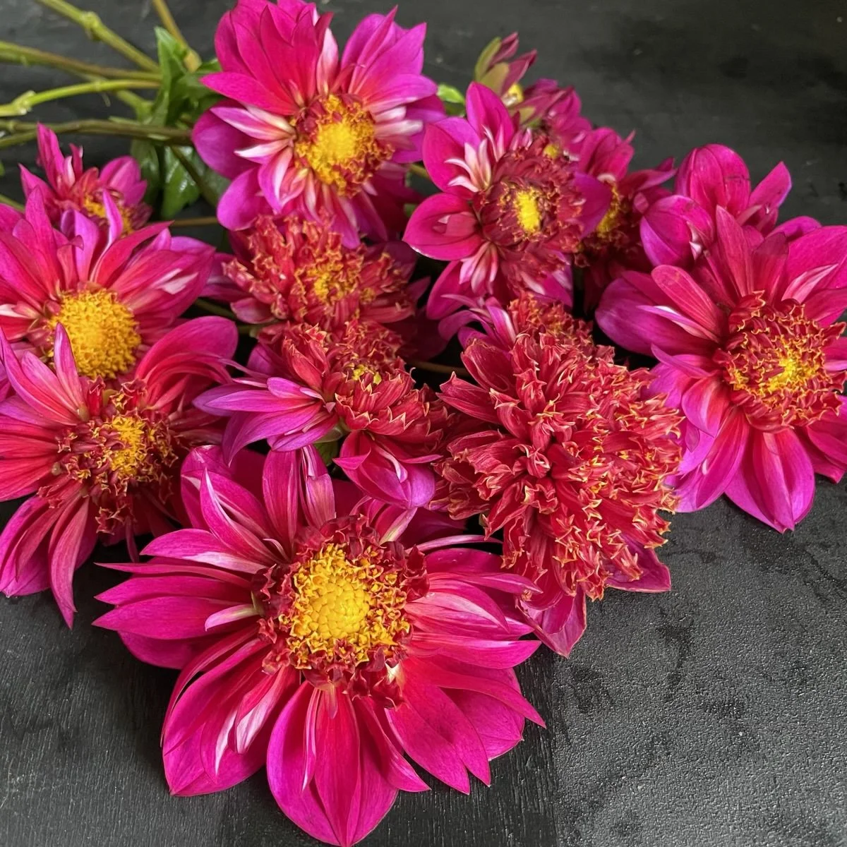 Hy Zizzle  Dahlia.jpg