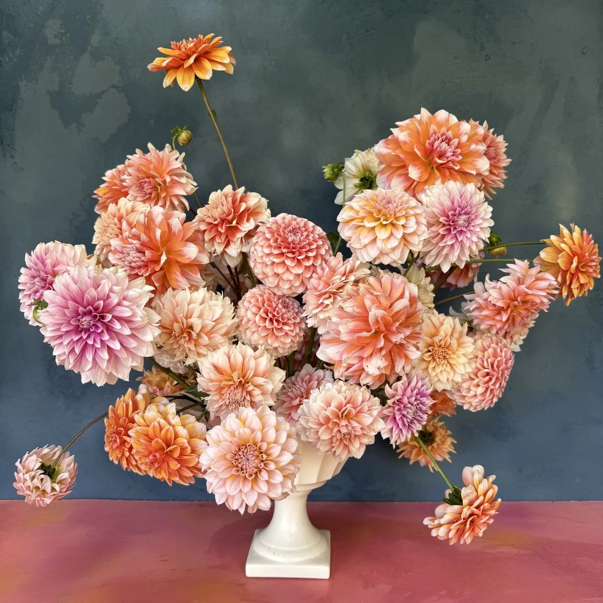 Bicolor Dahlia Tuber Collection.jpg