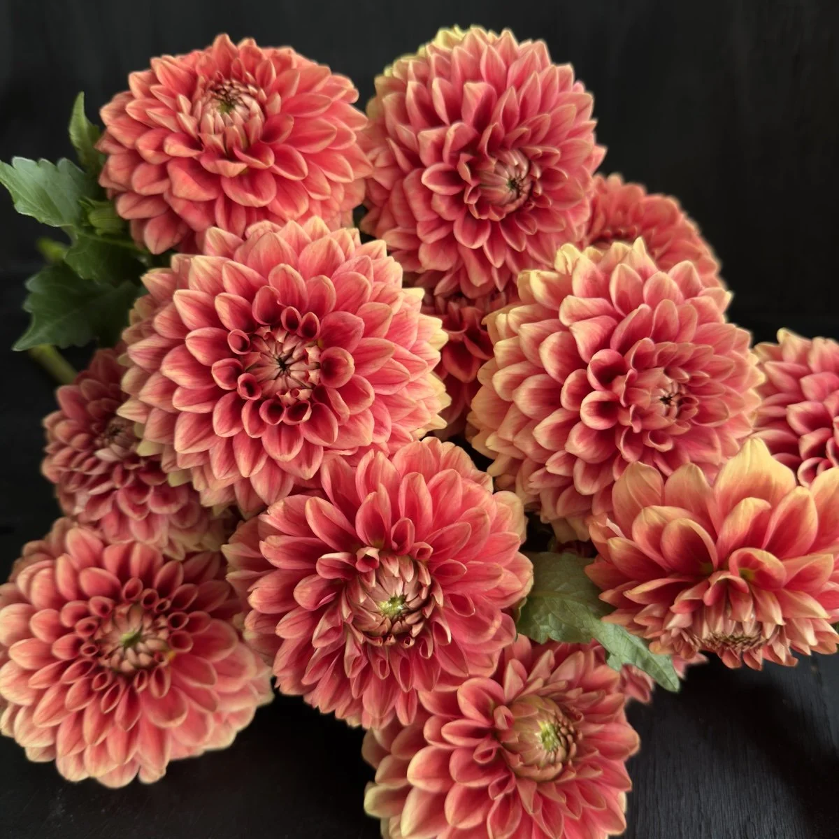 Dahlia Lee’s Mandarin.jpg