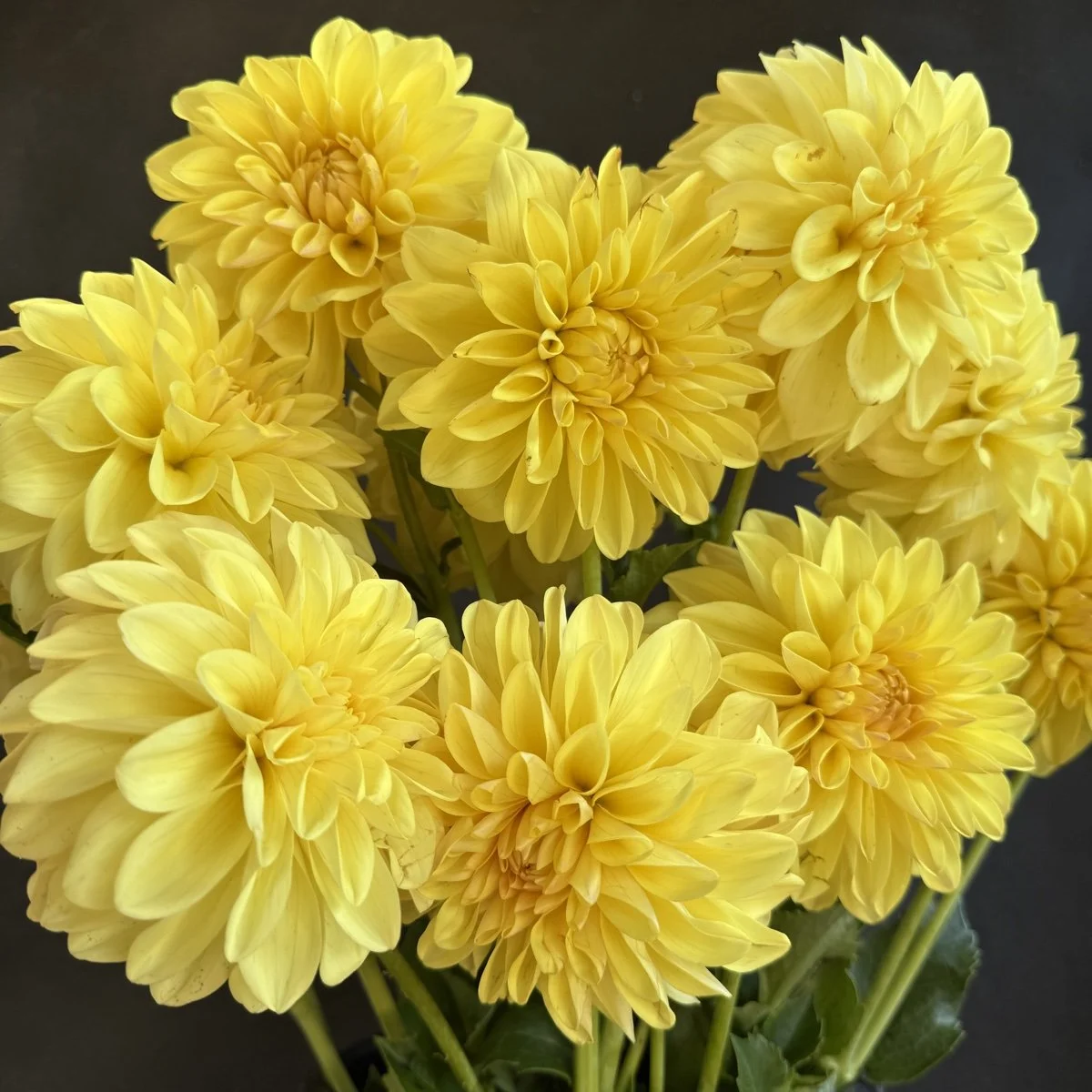 Lee’s Maizie Dahlia.jpg