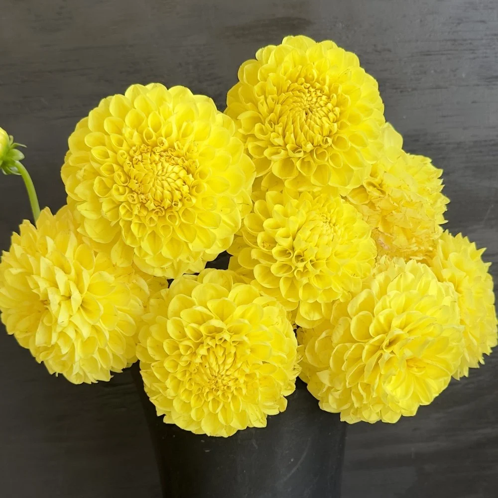 Lee's Big Bird Dahlia