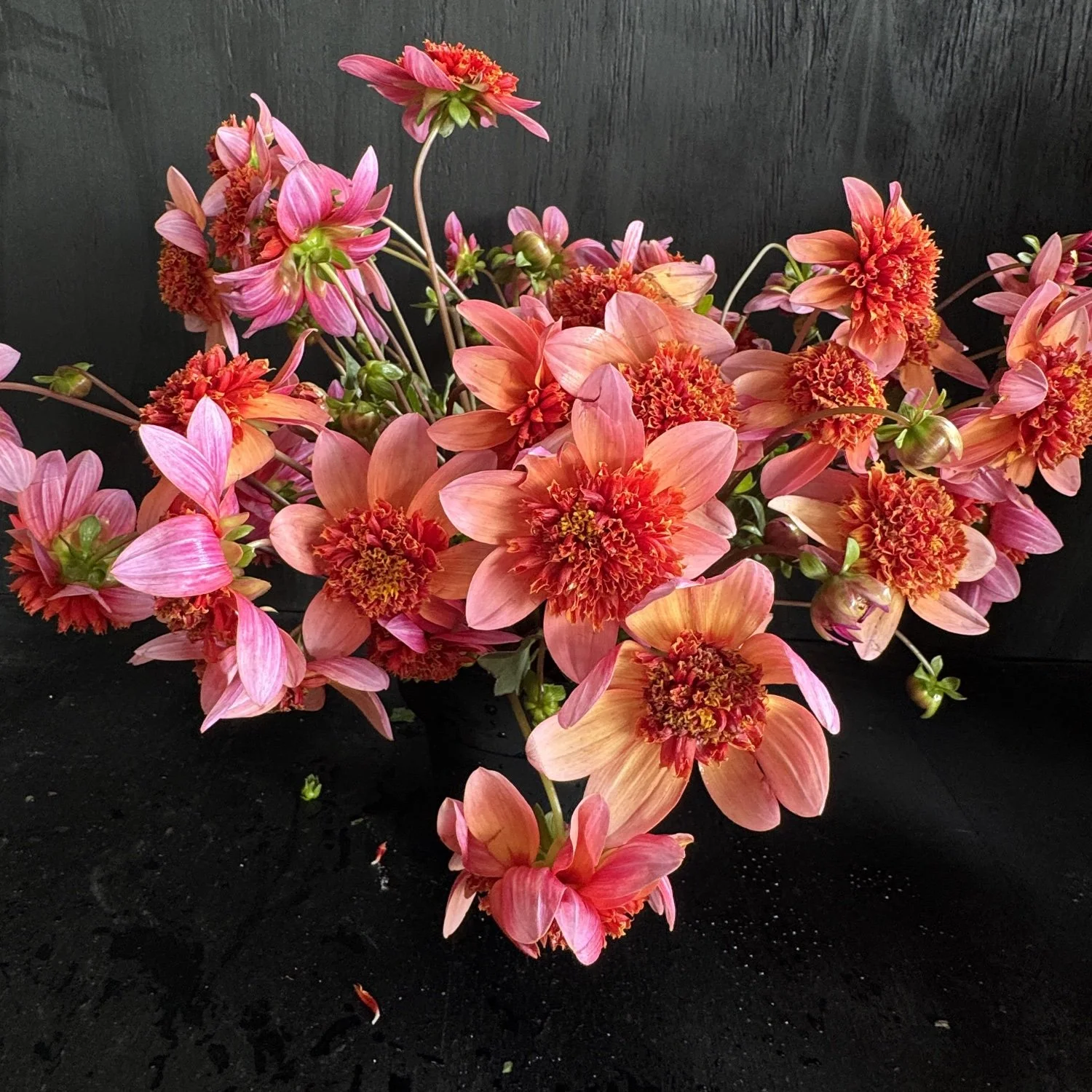 Totally Tangerine  Dahlia.jpg