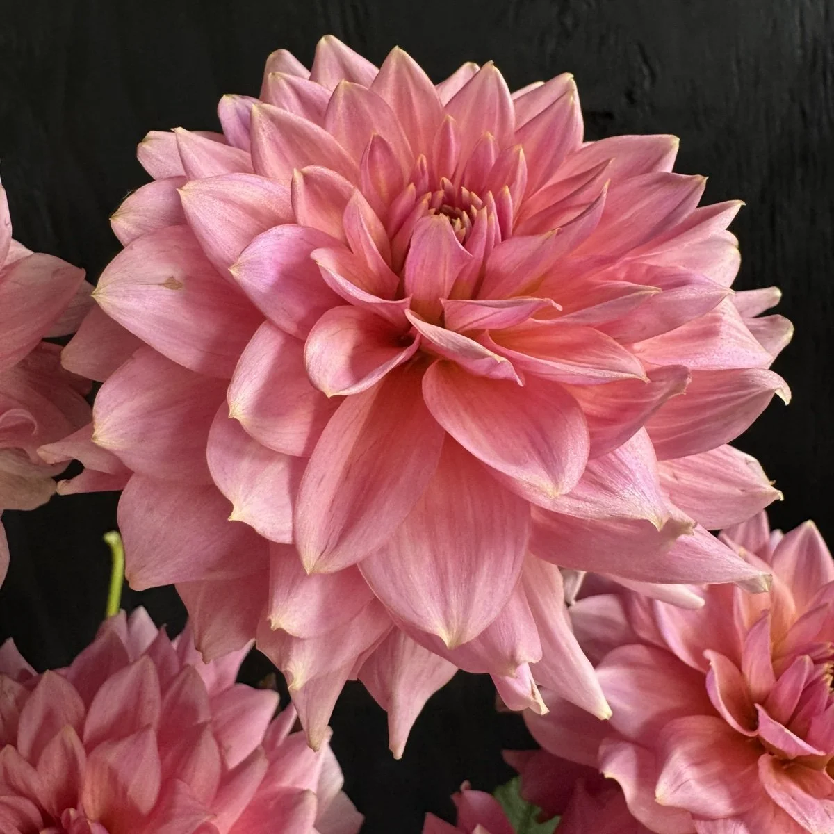 Dahlia Lee’s Betty Collette.jpg