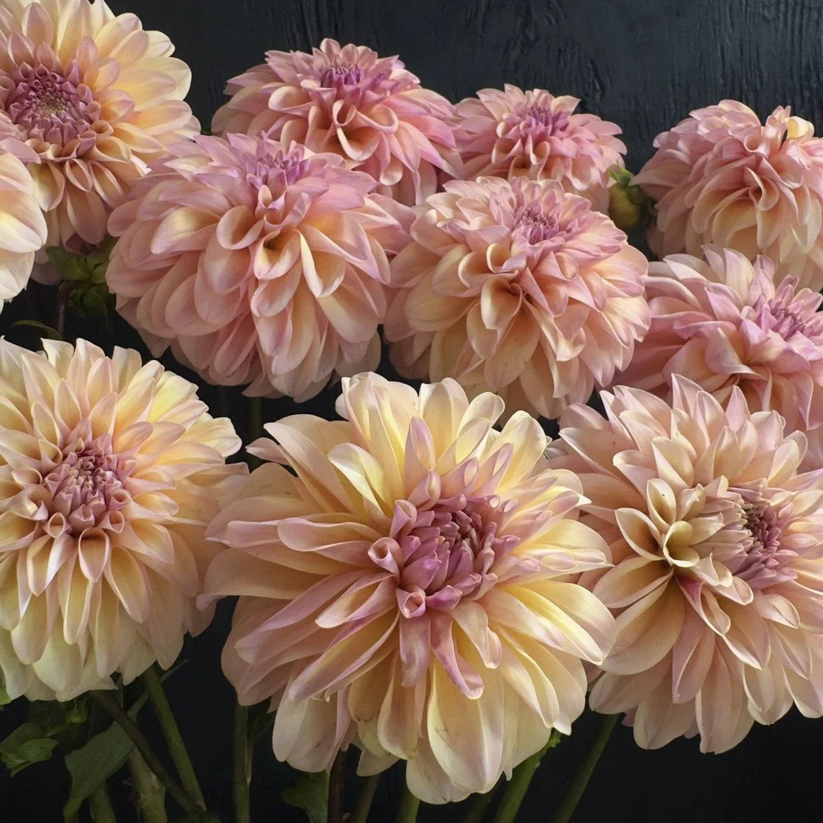 Lee's Macaroon dahlia