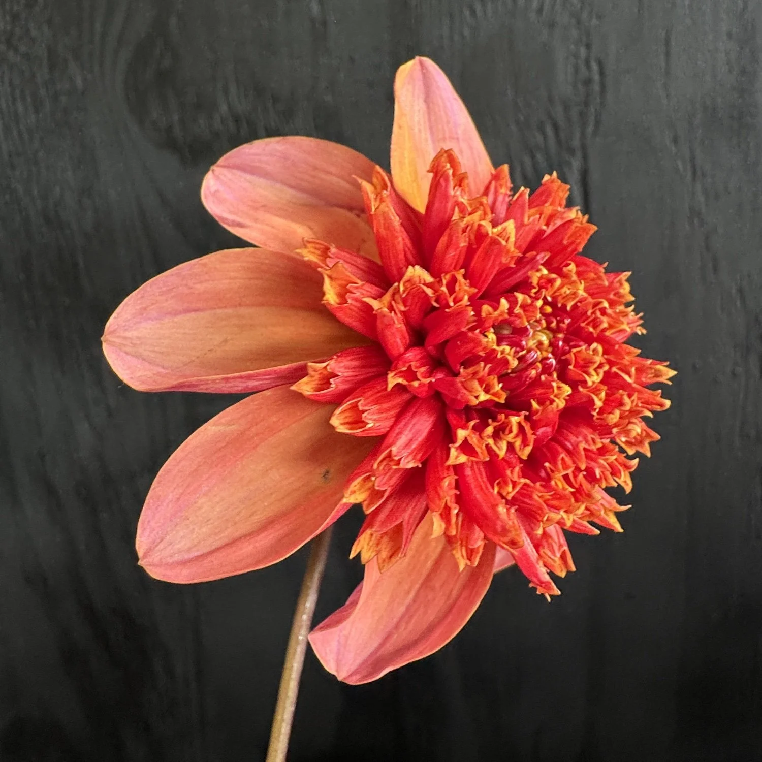 Totally Tangerine  Dahlia.jpg