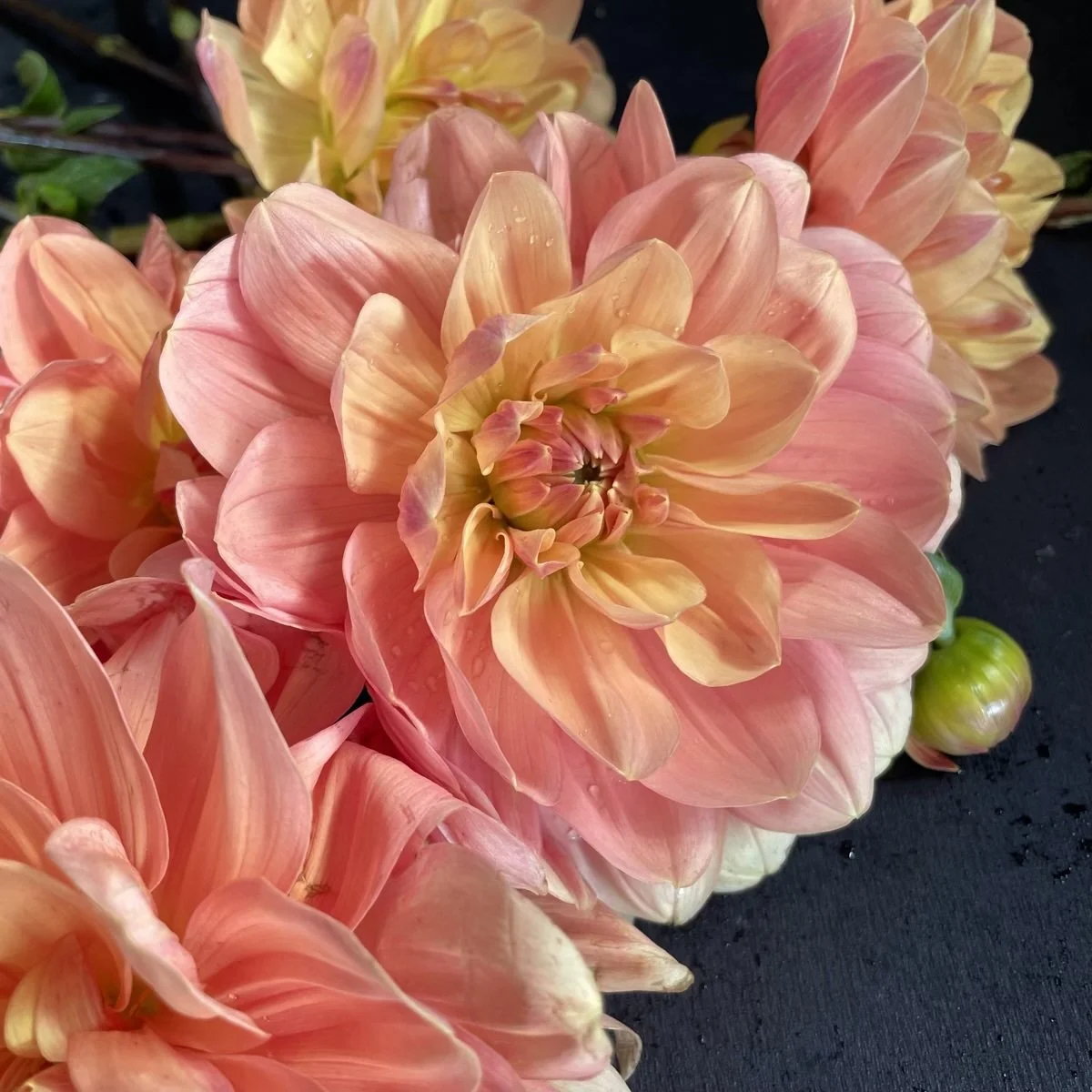 My Forever Dahlia.jpg