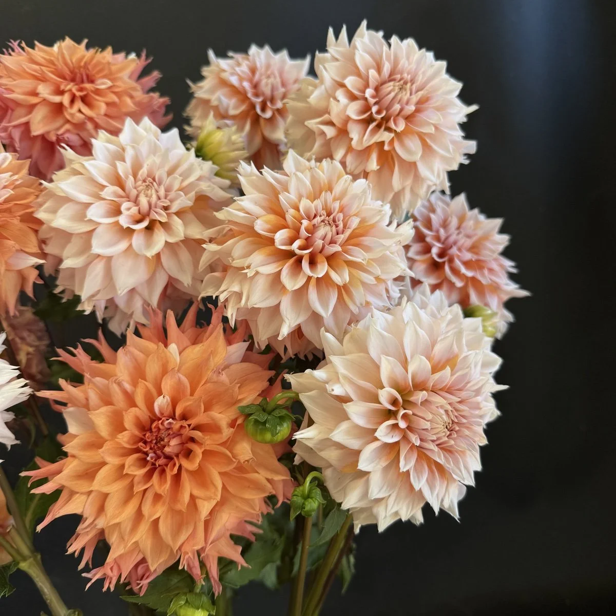 Dahlia Lee’s Fizzy Lizzy.jpg