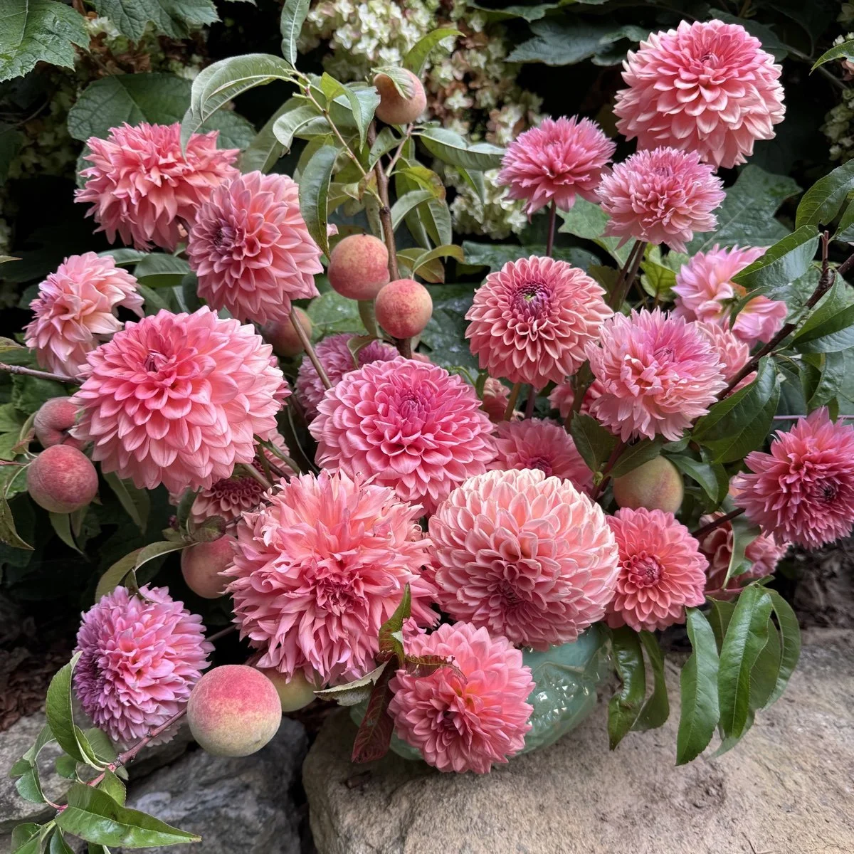Eat A Peach Dahlia Tuber Collection.jpg