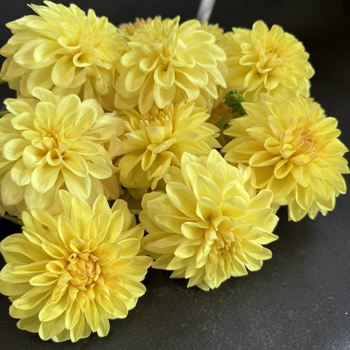 Lee’s Maizie Dahlia.jpg