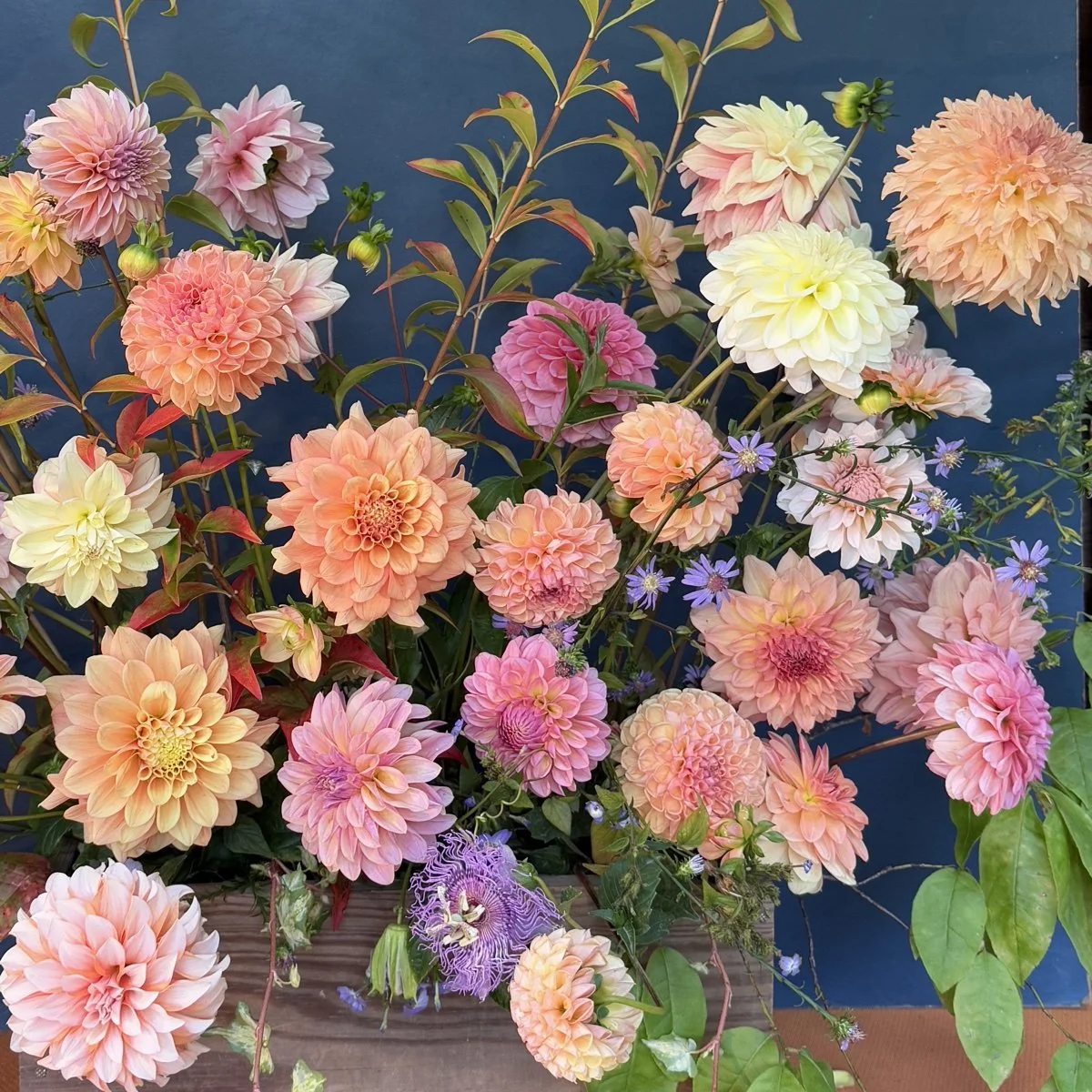 Sunrise Collection.jpg