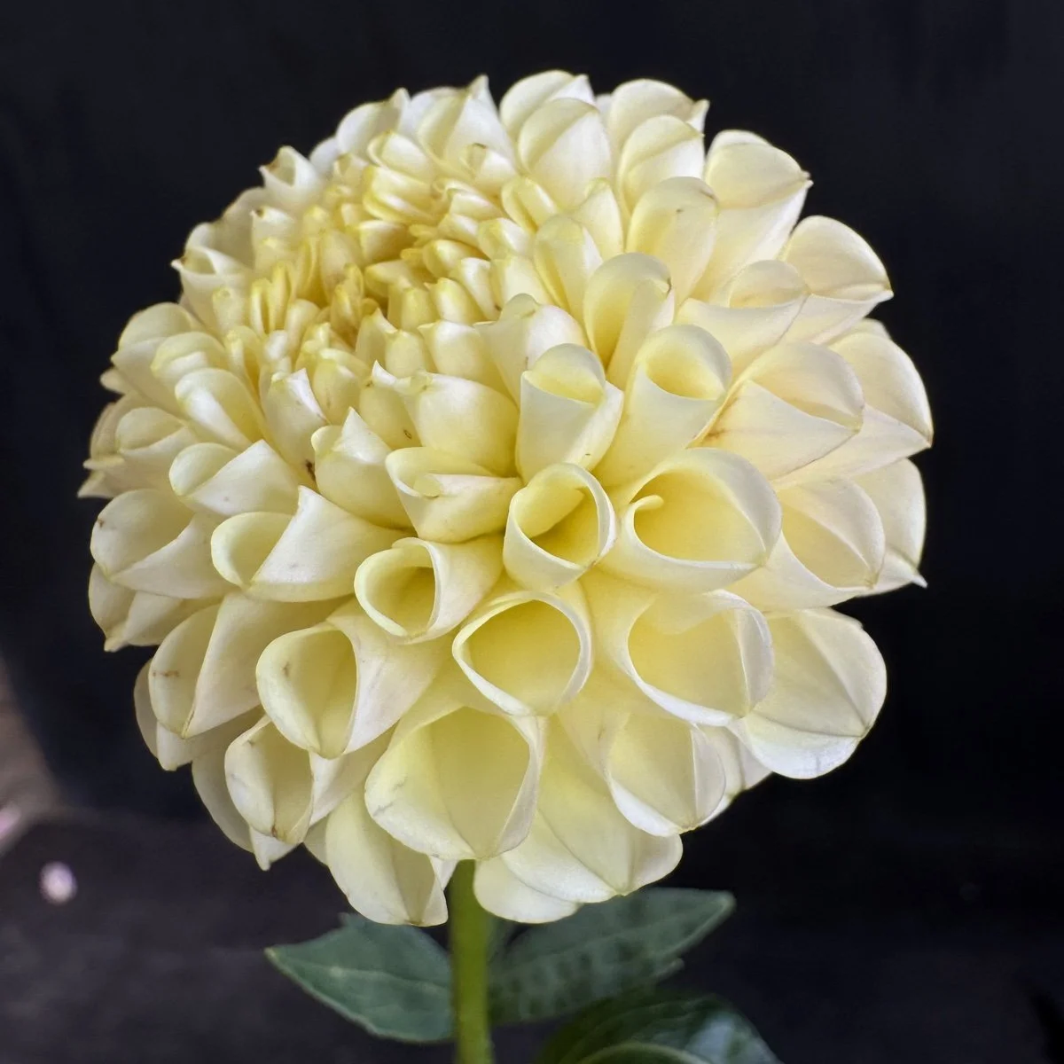 Dahlia Lee’s Amelia.jpg