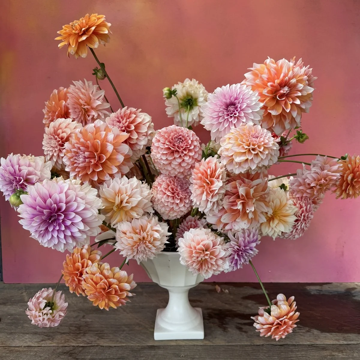 Bicolor Dahlia Tuber Collection.jpg