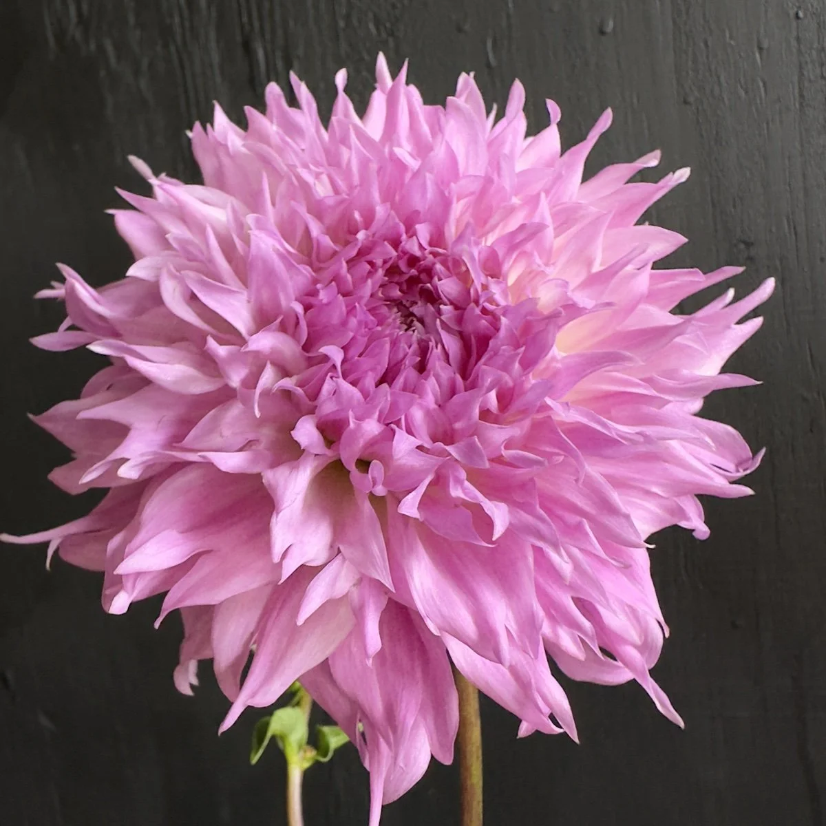 Lee's Queen Pueta Dahlia