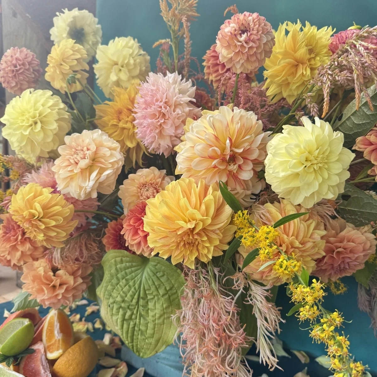 Citrus Squeeze Dahlia Tuber Collection.jpg