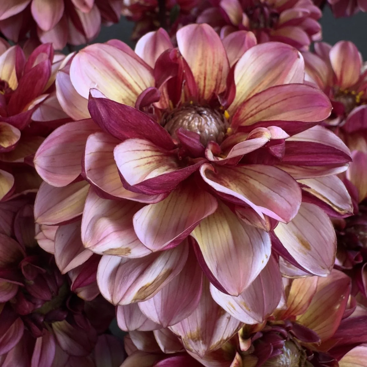 Senior's Hope Dahlia