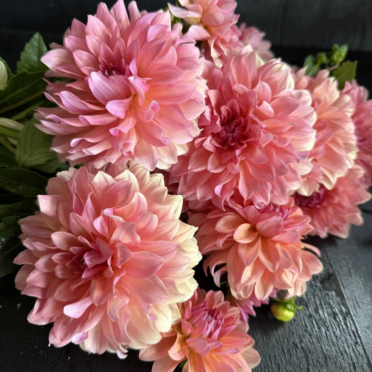 Dahlia Lee’s Peach Paradise.jpg