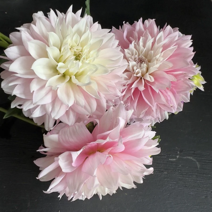 Lee's Blushed Charmeuse Dahlia