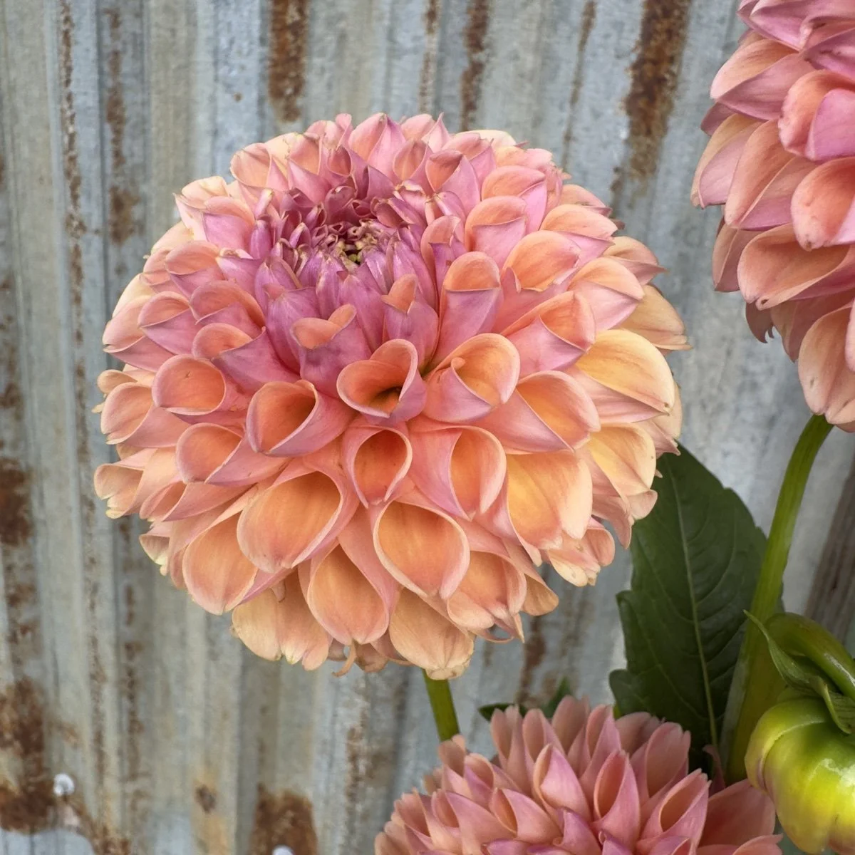 Dahlia Lee’s Adelaide.jpg