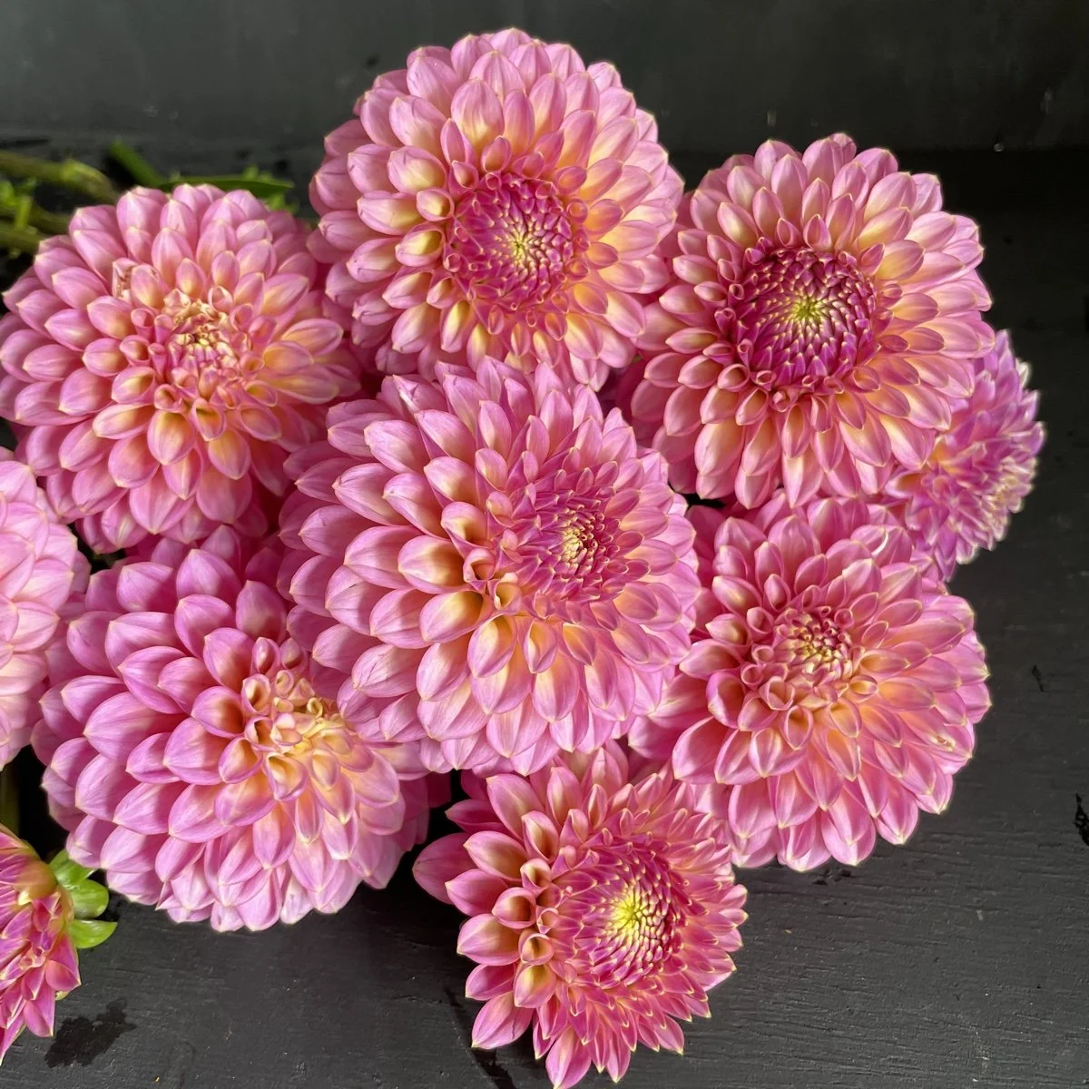 Skipley Spot of Gold Dahlia.jpg