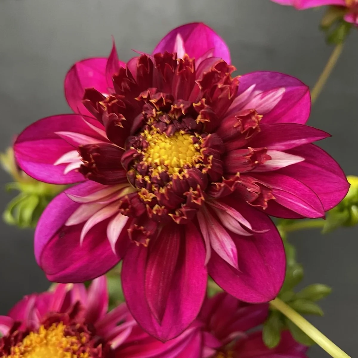 Hy Zizzle  Dahlia.jpg